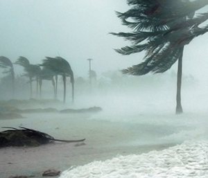 Palm trees on a beach bending in the wind of a hurricane. 